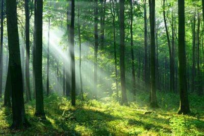 You are currently viewing Forest bathing: what is it and should you try it?